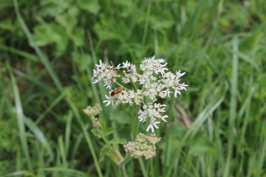 019Hogweed with insects