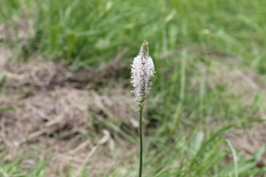 020Hoary plantain