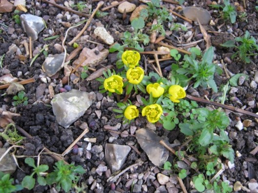 020Winter aconites (640x480)