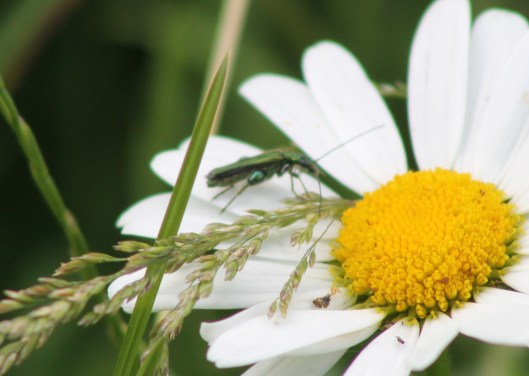 021Male oedemea nobilis