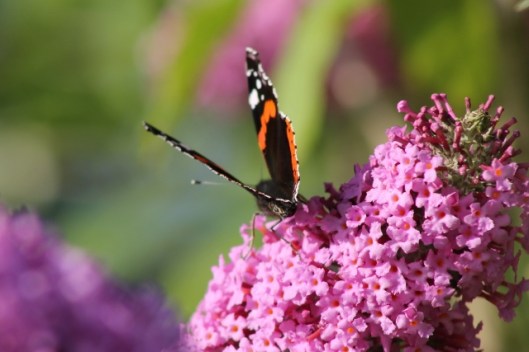 021Red Admiral (640x427)
