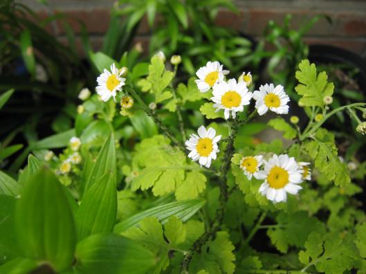 022Feverfew with blackfly