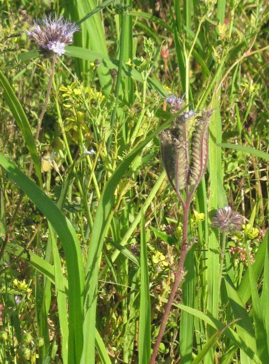 022Phacelia & other flowers