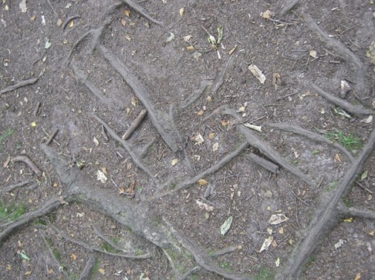 024Tree roots on path (640x480)
