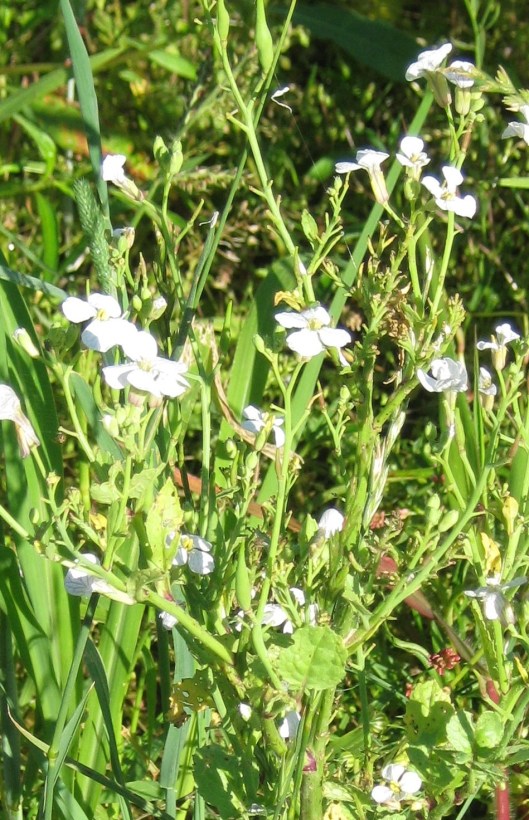 025poss wild radish