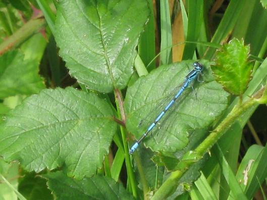 027Azure damselfly