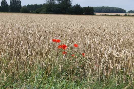 027Poppies in the wheat