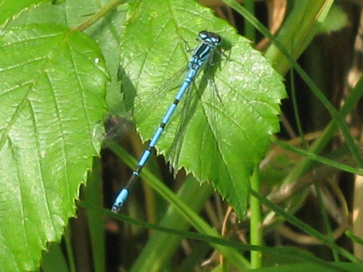 028Azure damselfly
