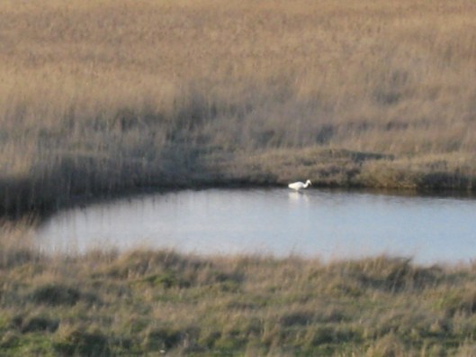028Little egret in pool (640x480)
