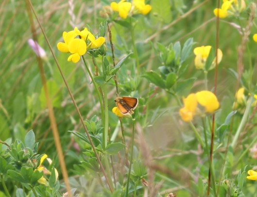 028Small or Essex Skipper on Common Bird's Foot Trefoil
