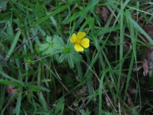 028Tormentil (640x480)