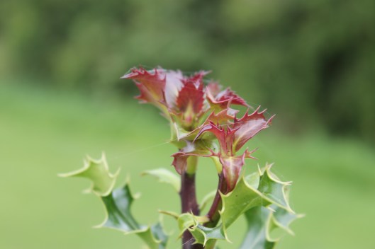 029New holly leaves