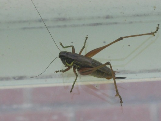 030Cricket (640x480)