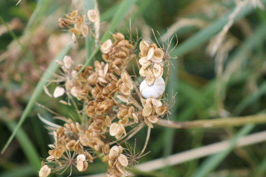 030Snail on a seedhead