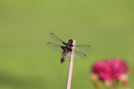032Broad-bodied chaser (640x427)