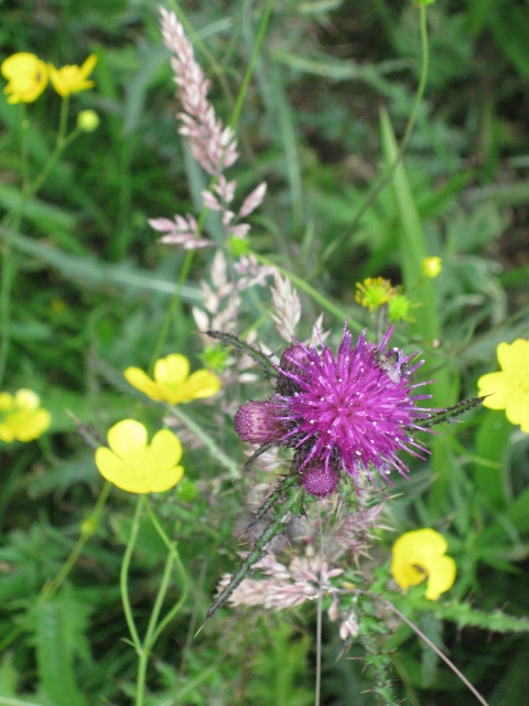 032Thistle and buttercups (480x640)