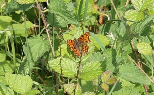 033Comma on bramble
