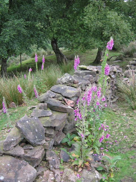 033Foxgloves and dry-stone wall (480x640)
