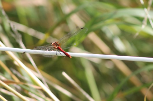 033Ruddy darter