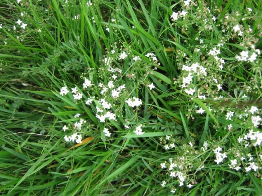 034Bedstraw (640x480)