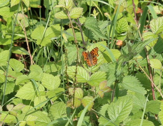 034Comma on bramble
