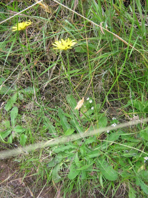 035Mouse-ear Hawkweed (480x640)