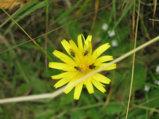 036Mouse-ear Hawkweed with flies (640x480)