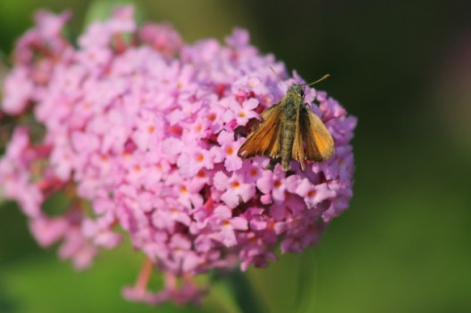 038f Large Skipper (640x427)