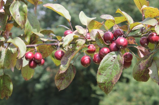 041Harry Baker crabapples