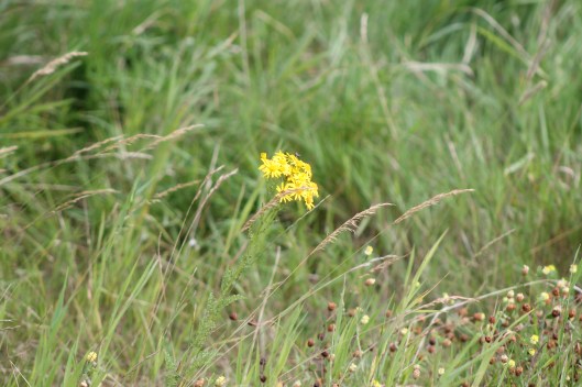 044Common ragwort