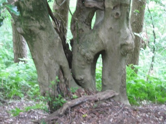 045Tree trunks (out of focus) (640x480)