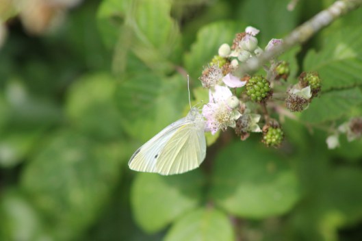 045White butterfly on bramble