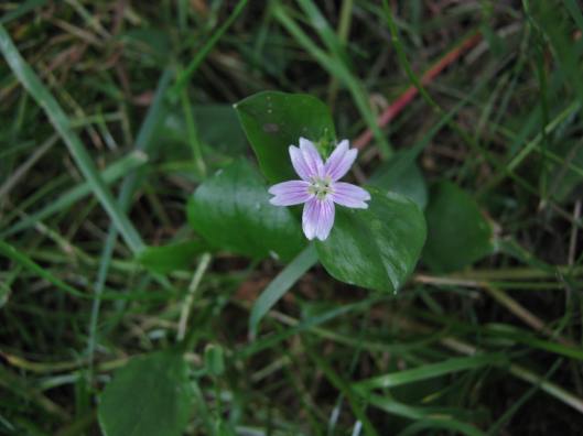 047Pink purslane