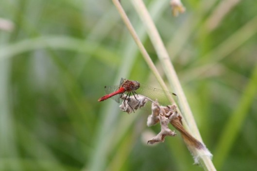 047Ruddy Darter (640x427)