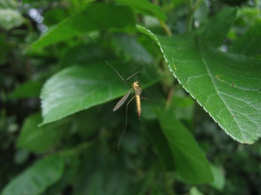 048Spotted cranefly