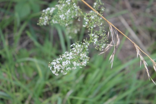 051Bedstraw