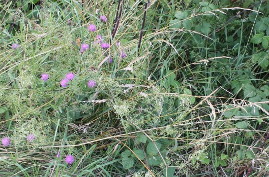 052Knapweed and bedstraw