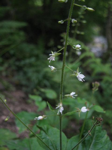053Enchanter's Nightshade (480x640)