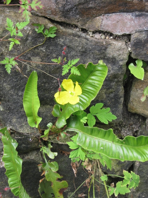 055Yellow poppy, hart's tongue etc (480x640)
