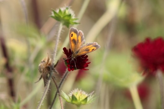 056Gatekeeper on scabious (640x427)