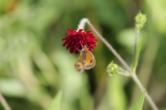 057Gatekeeper on scabious (640x427)