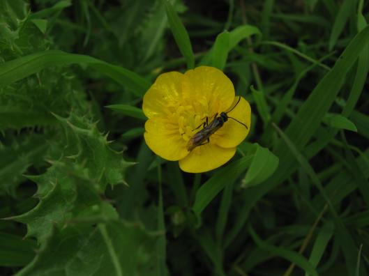 058Buttercup with beetle