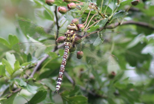 058Migrant hawker