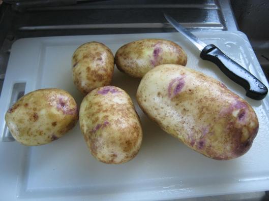 064Kestrel  pototoes