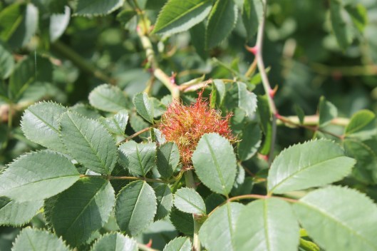 064Robin's pincushion