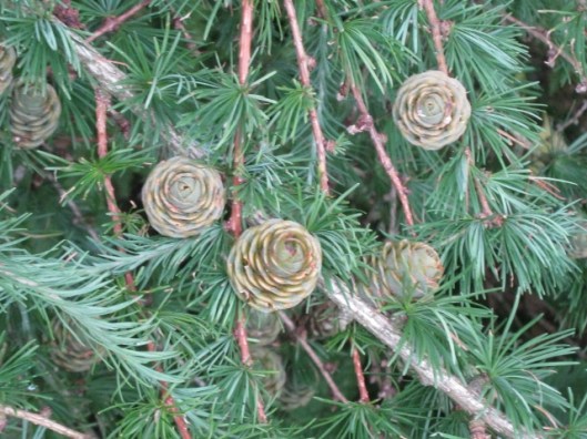 065Fir cones (640x480)