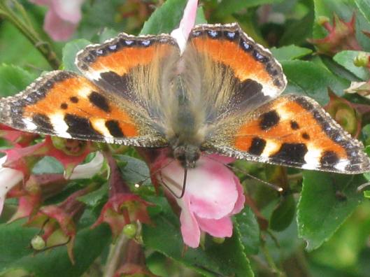 067Small tortoiseshell sipping nectar