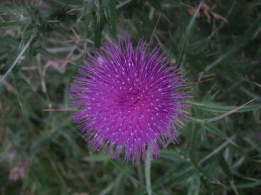 069Thistle (640x480)