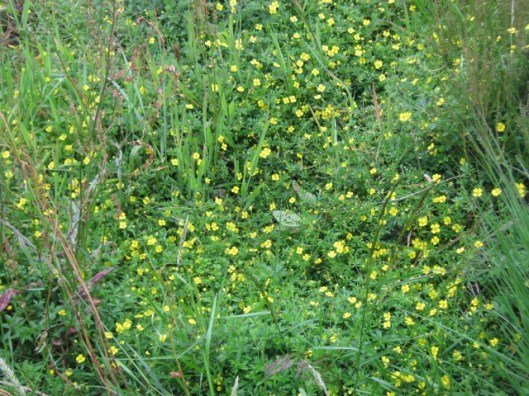 070Tormentil (640x480)