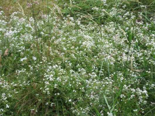 072Bedstraw (640x480)